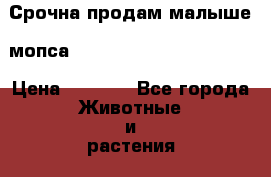 Срочна продам малыше  мопса                          › Цена ­ 6 300 - Все города Животные и растения » Собаки   . Алтай респ.